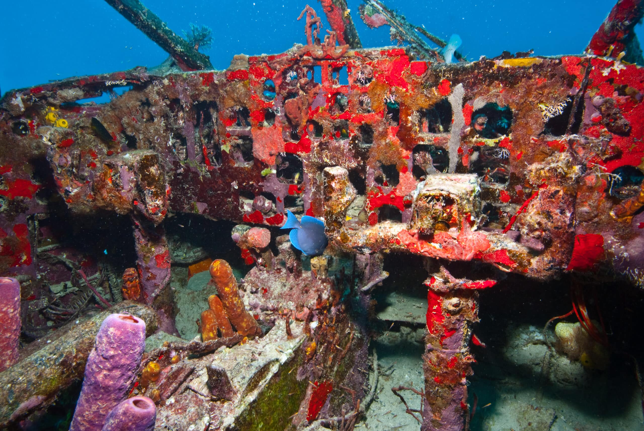 Scuba Diving in the BVI Dive BVI Diving BVI since 1975!
