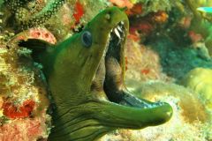 JM_GreenMoray