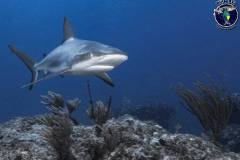 Shark