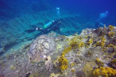 Dive Buddies!