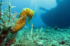 Seahorse on the Rhone