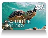Sea-Turtle-Eco