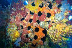 DiveBVI_RMSRhone_color