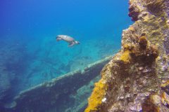 DiveBVI_RMSRhone turtle