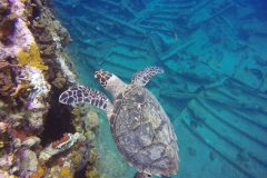 DiveBVI_RMSRhone_hawksbill on stern