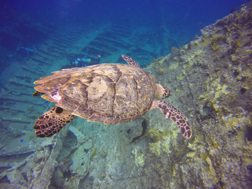 turtle on wreck dive