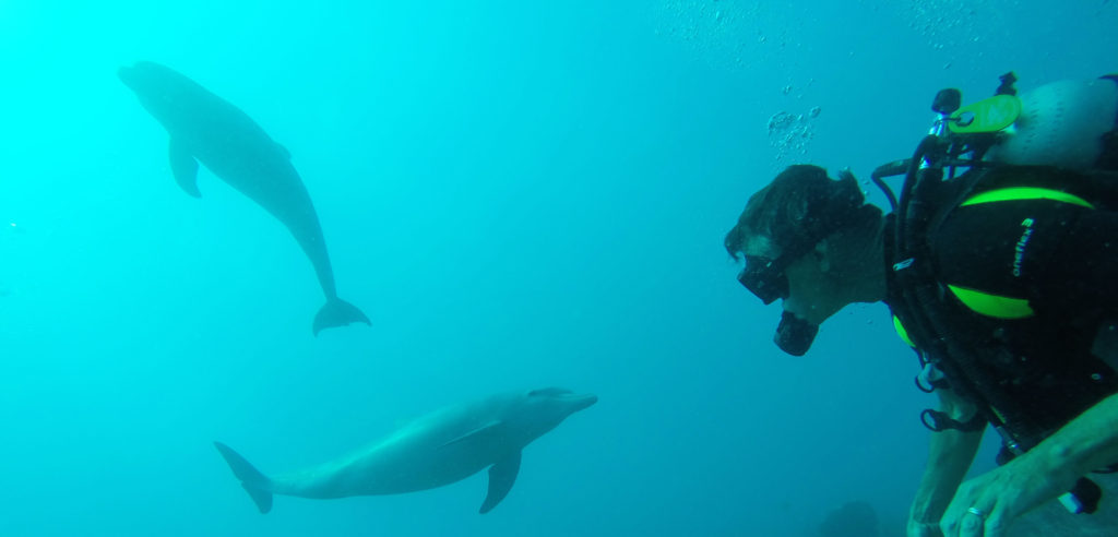 marine ecology in action