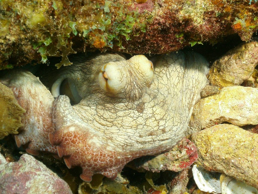 Octopus