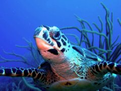 Dive BVI Hawksbill Turtle