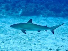 Shark_GingerIsland